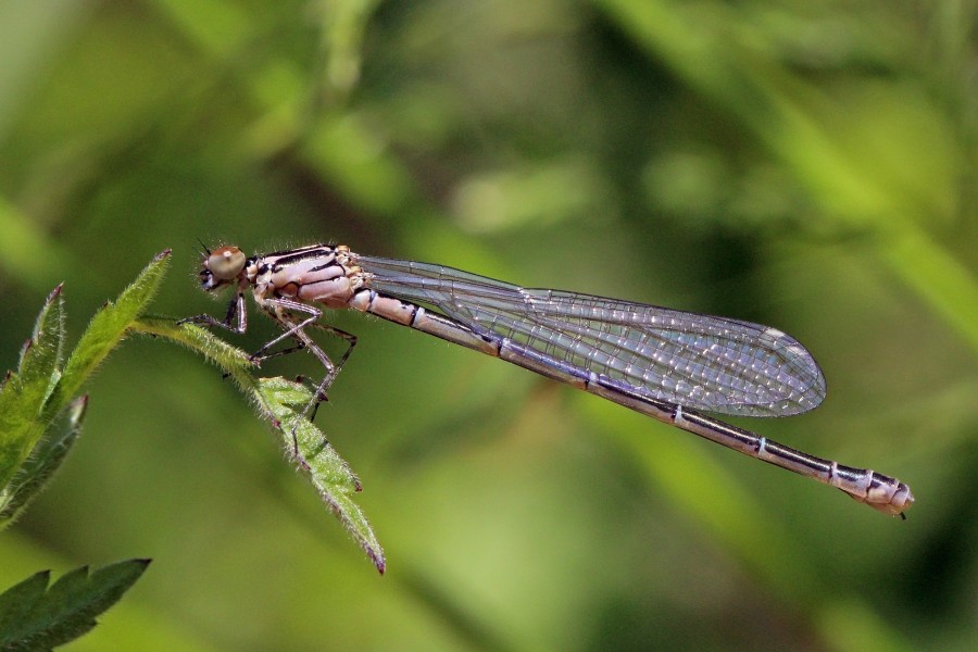 Azure damselfly (Coenagrion puella) female newly emerged 2