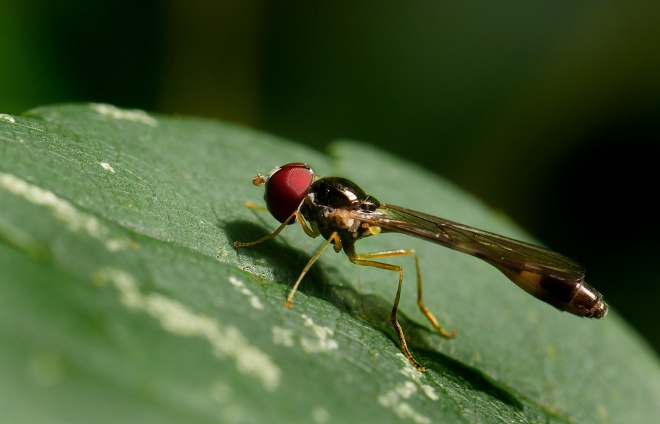 Baccha elongata, Forêt de Soignes, Brussels (30768951605)