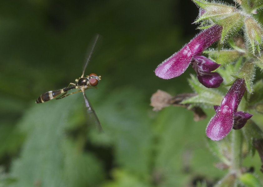 Baccha elongata-pjt1