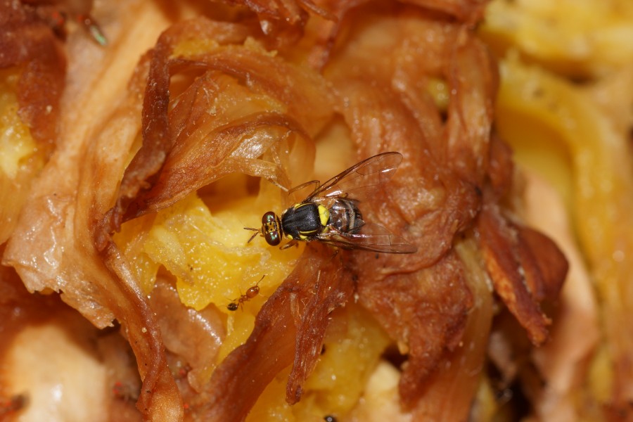 Bactrocera08503