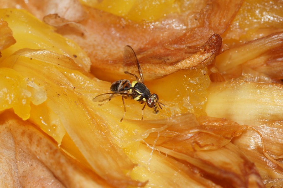Bactrocera 08465