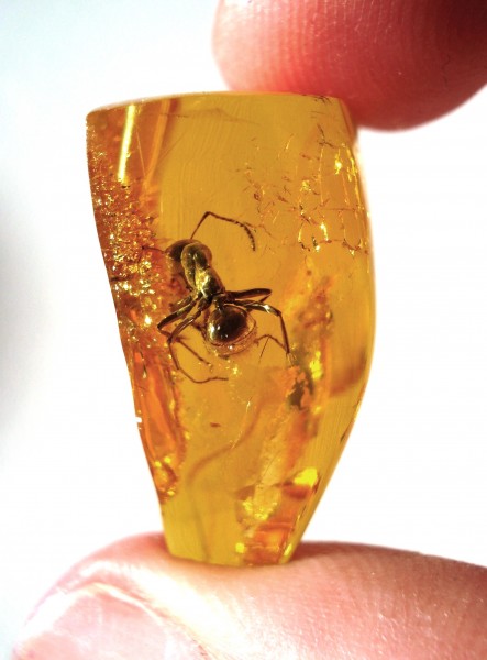 Baltic amber inclusions - Ant (Hymenoptera, Formicidae)8