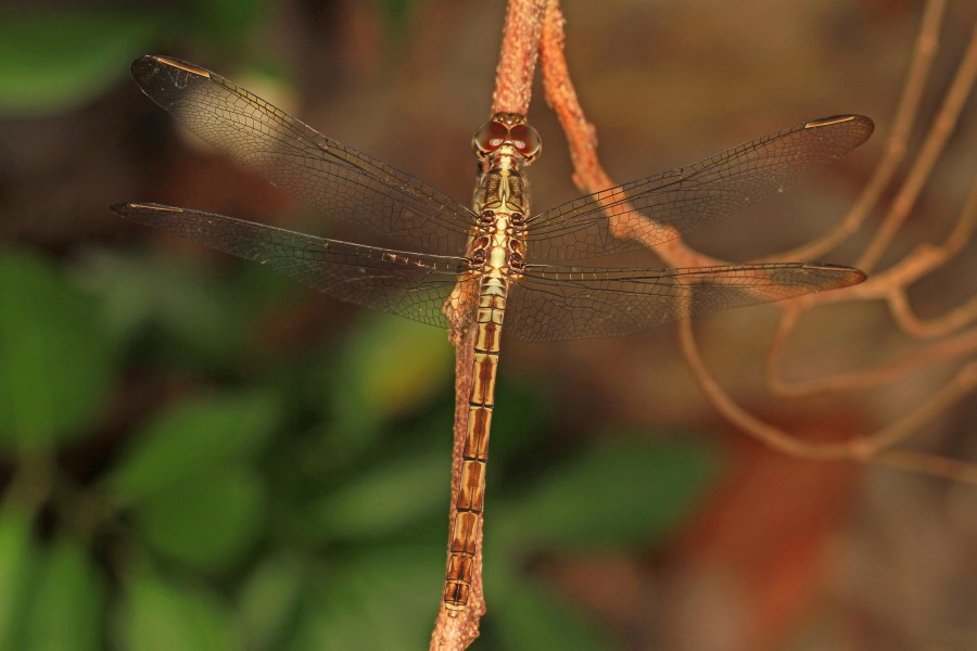 Band-winged Dragonlet - Erythrodiplax umbrata, Fairchild Tropical Gardens, Coral Gables, Florida - 16642638695