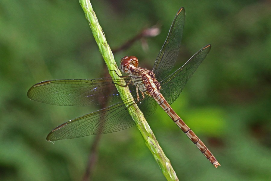Band-winged Dragonlet - Erythrodiplax umbrata, Fairchild Tropical Gardens, Coral Gables, Florida - 6484185121