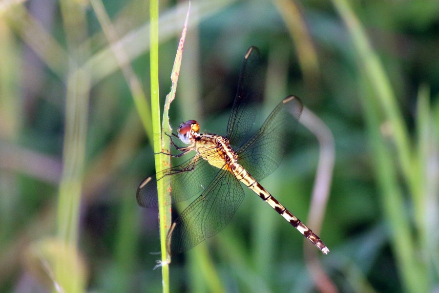 Band-winged dragonlet (Erythrodiplax umbrata) immature male