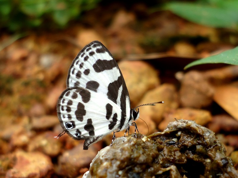 Banded Blue Pierrot (1)