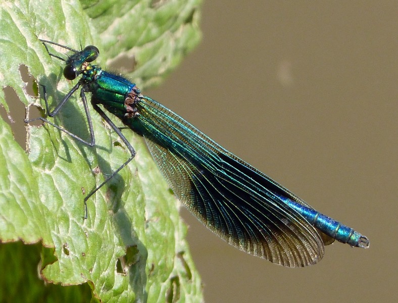Banded Demoiselle. Calopteryx splendens. male - Flickr - gailhampshire