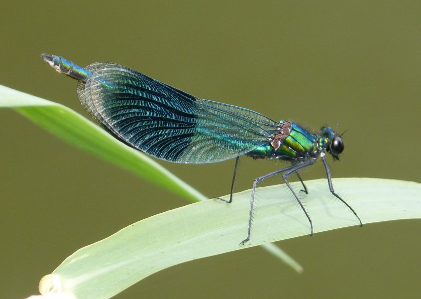 Banded Demoiselle. Male - Flickr - gailhampshire