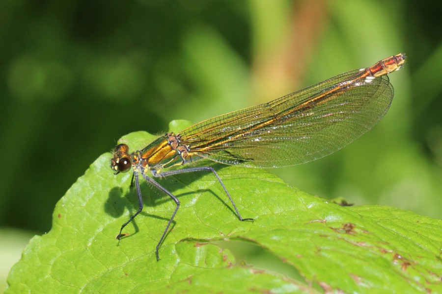Banded demoiselle damselfly (Calopteryx splendens) female metallic bronze
