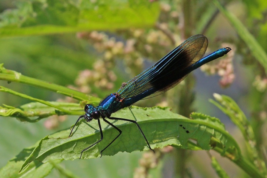 Banded demoiselle damselfly (Calopteryx splendens) male adult blue