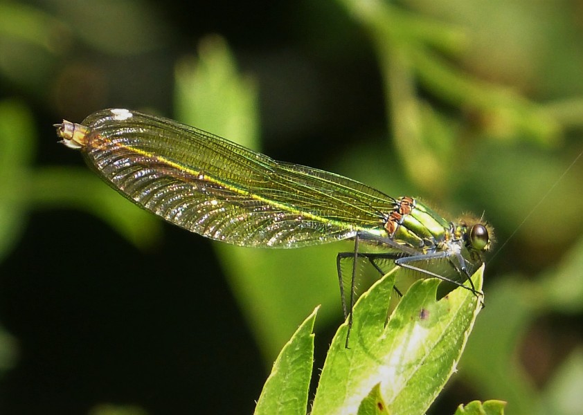 Banded Demoiselle female. Calopteryx splendens (44110340832)