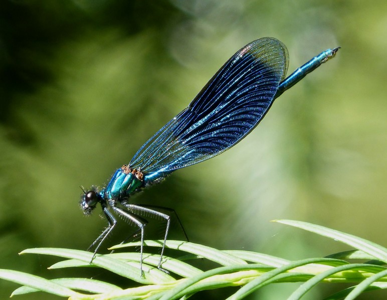 Banded Demoiselle male. Calopteryx splendens (31086394480)