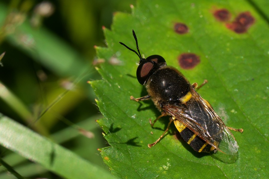 Banded General (Stratiomys potamida), Parc de Woluwé, Brussels (36480952390)