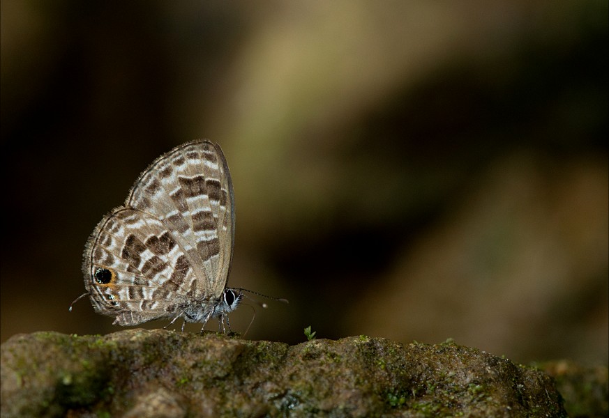 Banded Lineblue KarawaniDSC 5747
