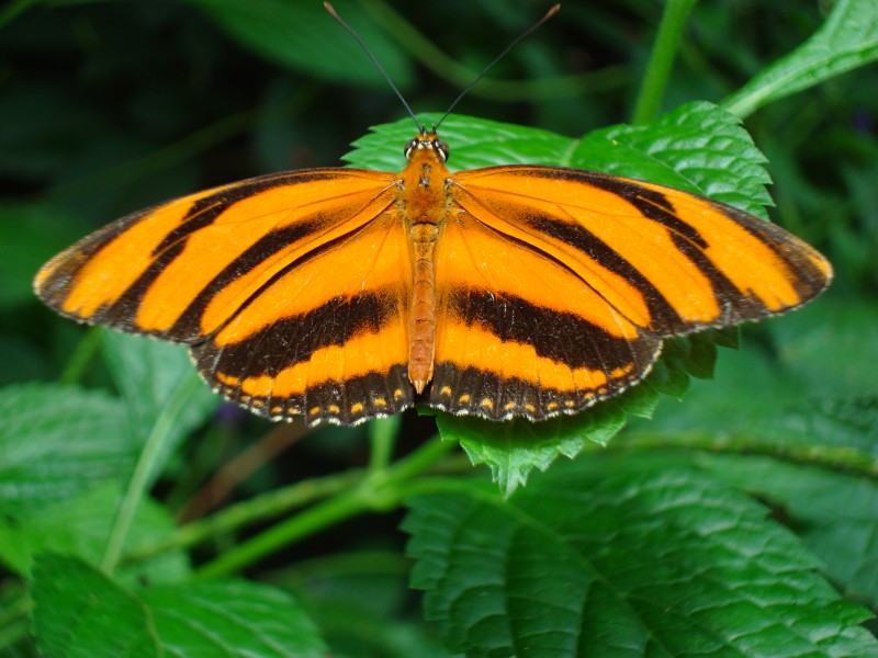 Banded Orange butterfly at Niagara Parks Butterfly Conservatory, 2010 A