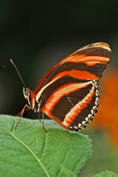Banded Orange Heliconian - Dryadula phaetusa, Brookside Gardens 