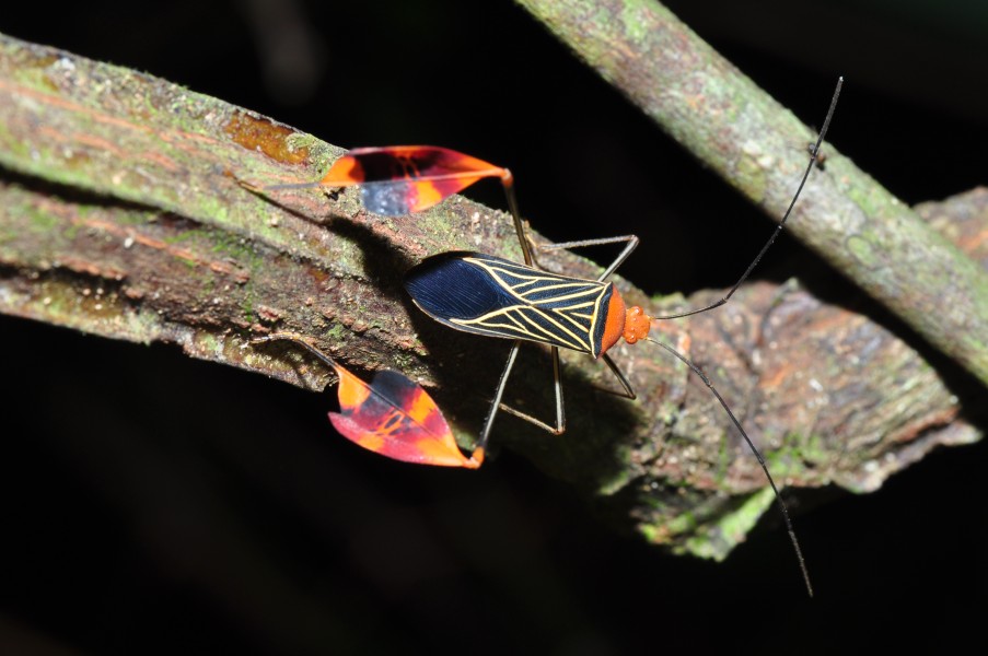 Banner or leaf-footed bug Anisoscelis flavolineata (9630501324)
