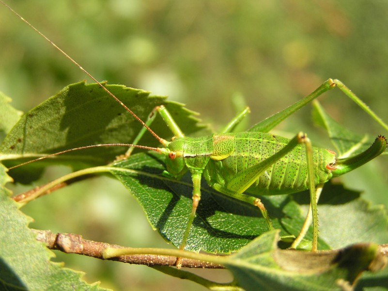 Barbitistes constrictus 1 beentree