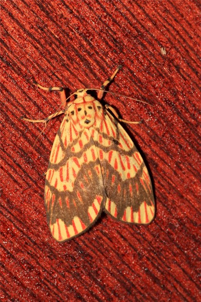 Barsine euprepia (Eribidae- Arctiinae- Lithosiini) (22260657914)