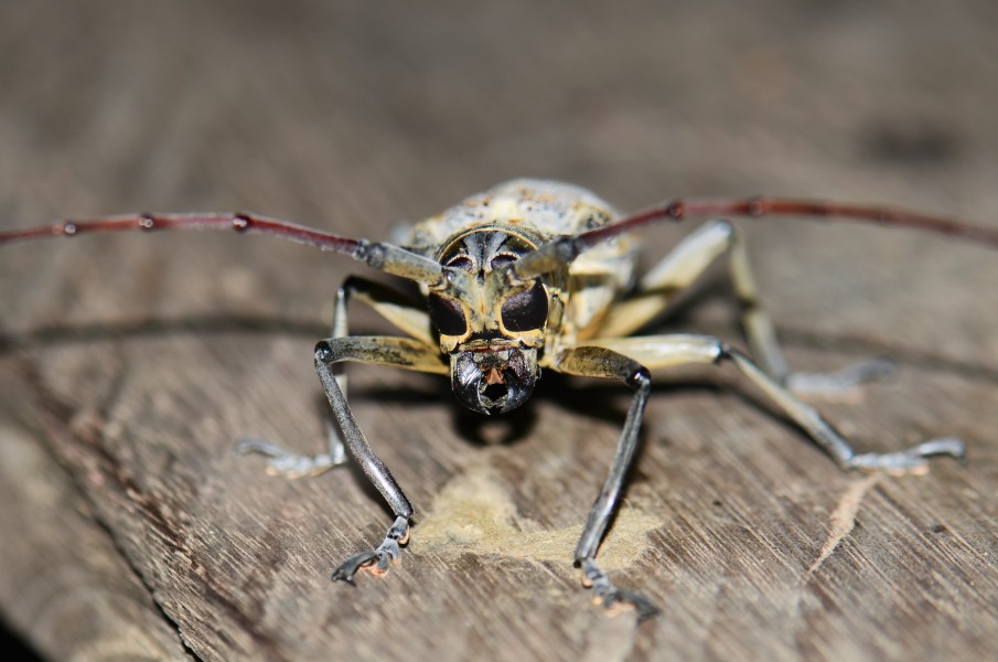 Batocera tigris (32624858584)