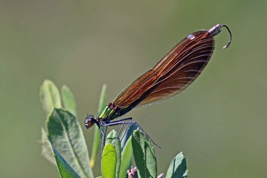 Beautiful demoiselle (Calopteryx virgo) female 2