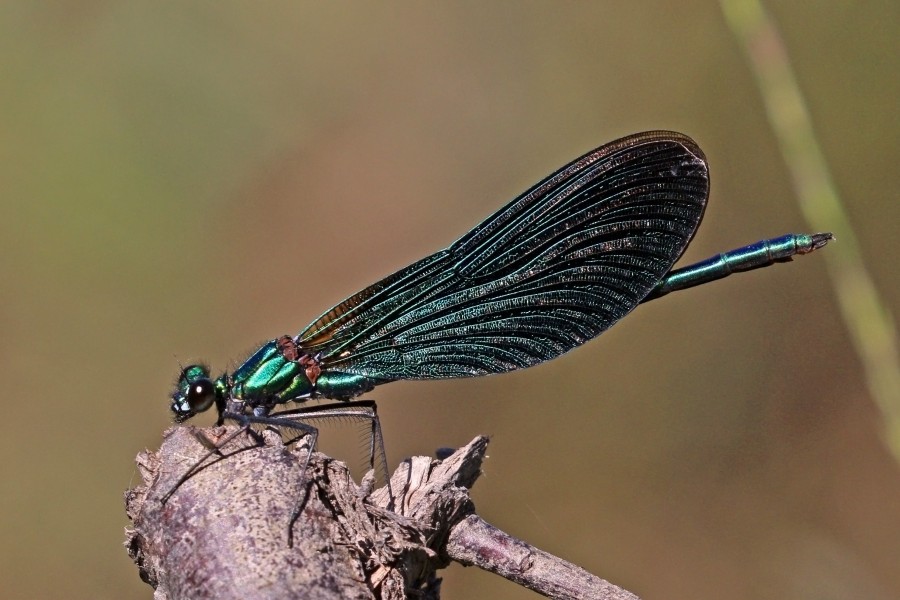 Beautiful demoiselle (Calopteryx virgo) male 3