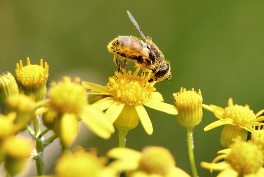 Bee-pollen-macro - Virginia - ForestWander