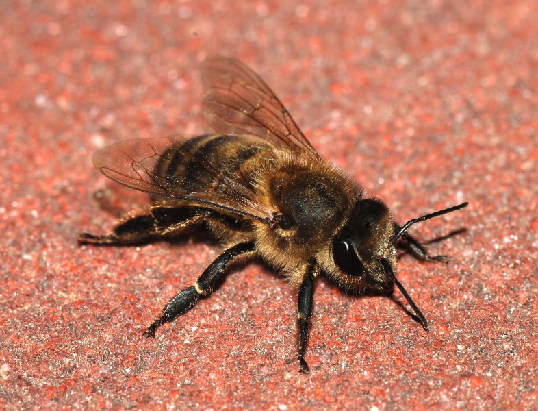 Bee 2007-2