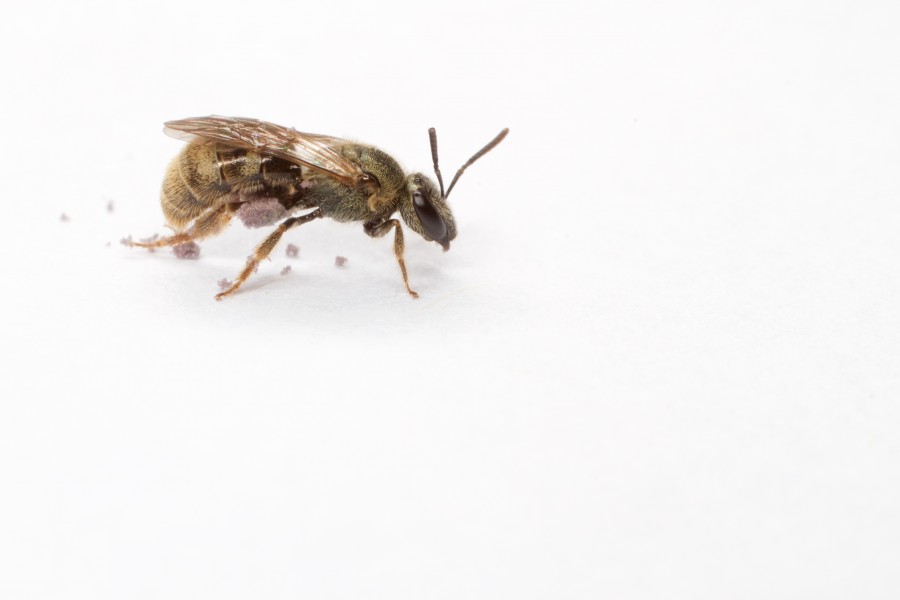 Bee (17306337119)