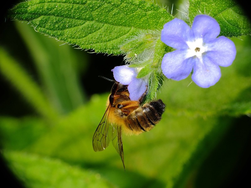 Bee (7039072069)