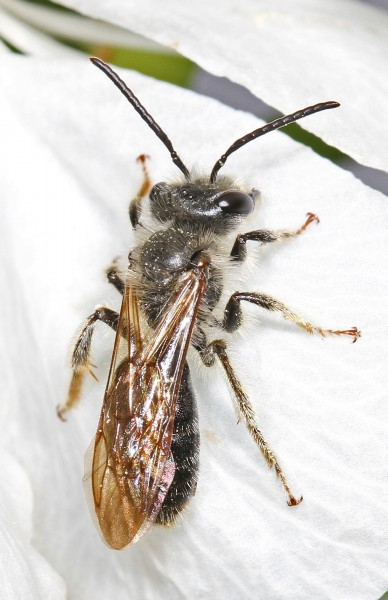 Bee - Andrena species, Julie Metz Wetlands, Woodbridge, Virginia
