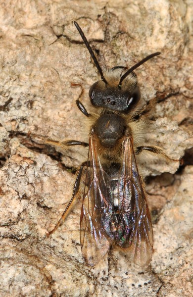 Bee - Andrena species, Leesylvania State Park, Woodbridge, Virginia