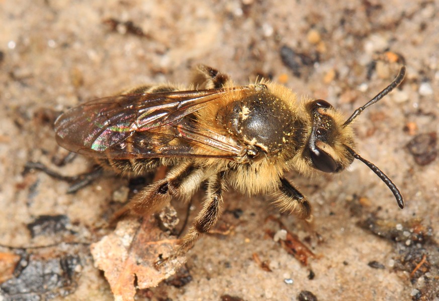 Bee - Andrena species, Mason Neck State Park, Mason Neck, Virginia