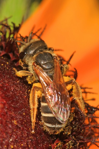 Bee - Halictus species?, Meadowood Farm SRMA, Mason Neck, Virginia