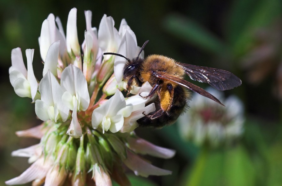 Bee-and-CloverBlossom