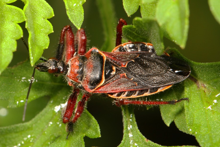 Bee Assassin - Apiomerus floridensis, Highland Hammocks State Park, Sebring, Florida