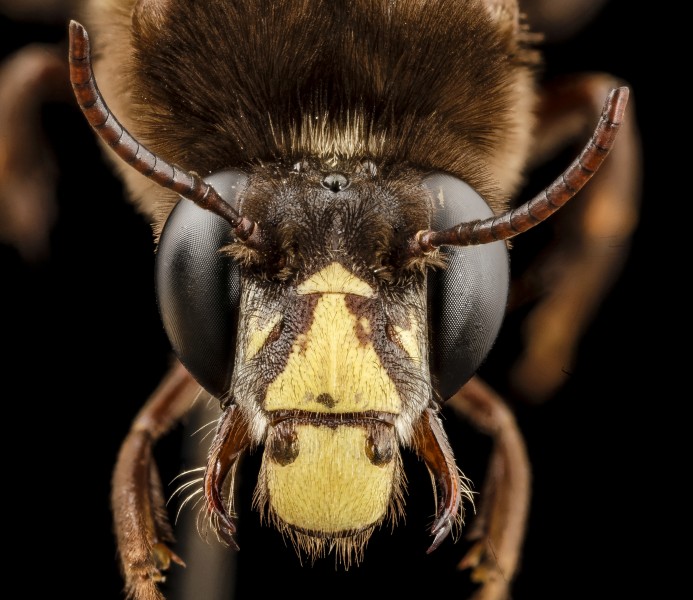 Bee big 3 color, m, india, face 2014-08-10-06.57.35 ZS PMax (15594725965)
