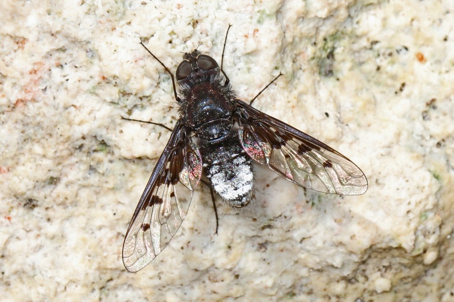 Bee Fly - Anthrax albofasciatus, Lower Suwannee National Wildlife Refuge, Chiefland, Florida