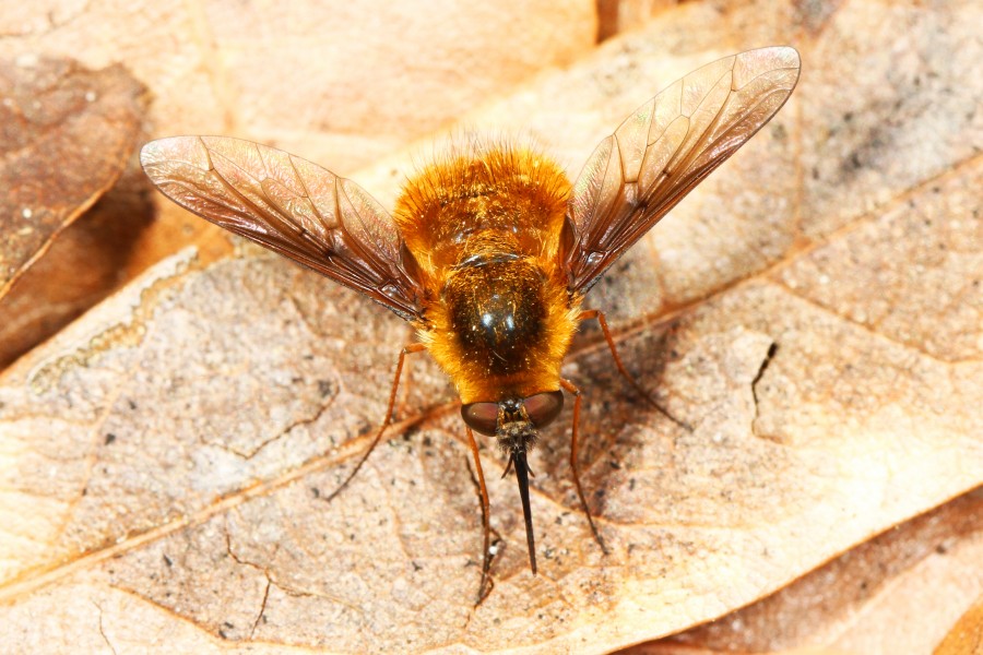 Bee Fly - Bombylius mexicanus, Manatee Springs State Park, Chiefland, Florida
