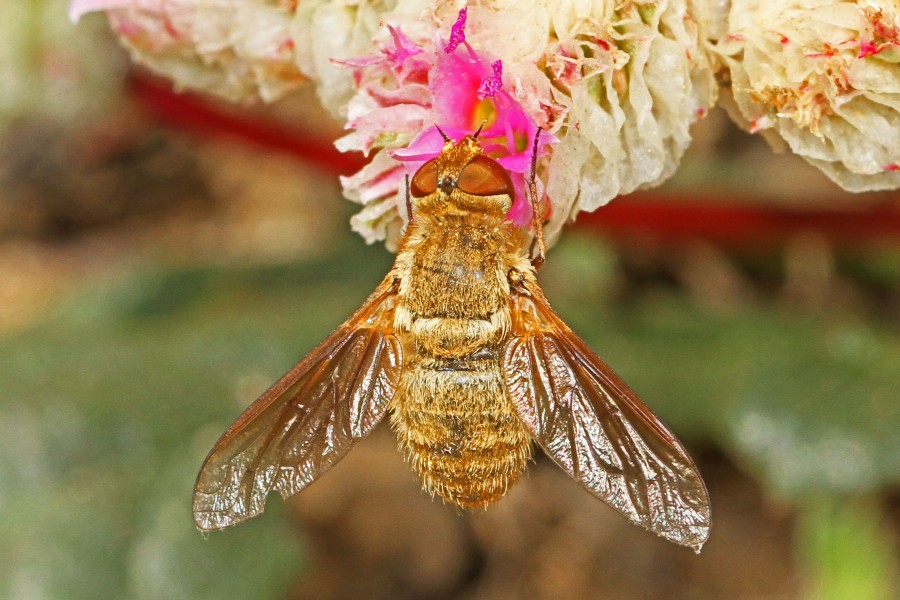 Bee Fly - Chrysanthrax species, near Bassetts, California