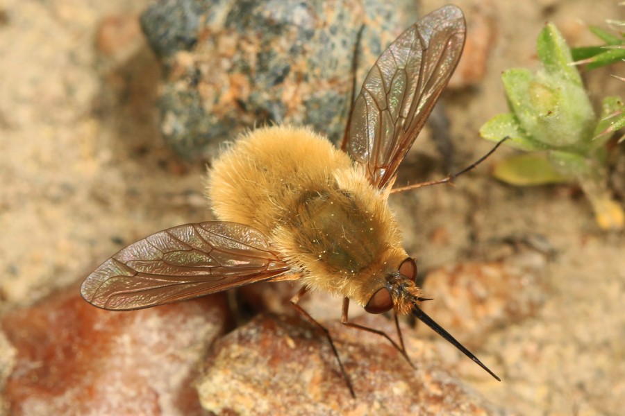 Bee Fly - Systoechus species, Calpine, California