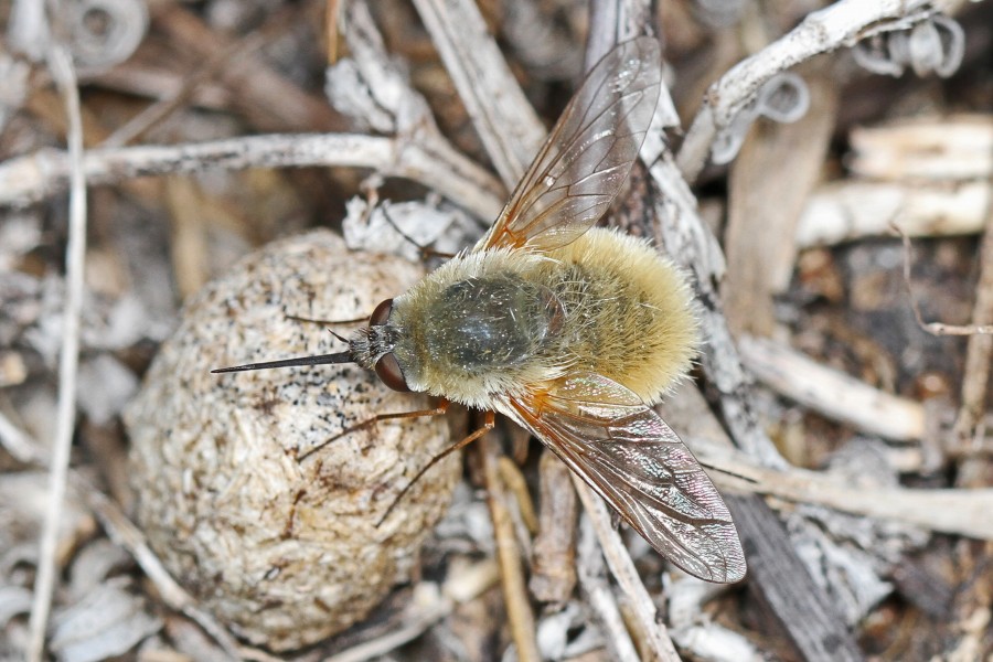 Bee Fly - Systoechus species, Manatee Springs State Park, Chiefland, Florida