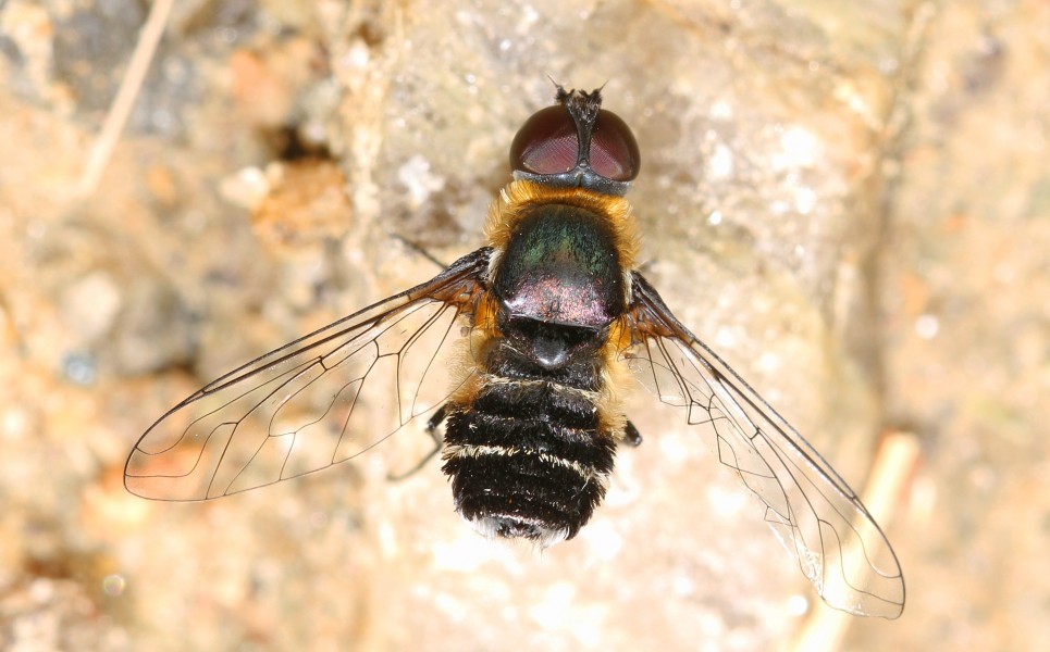 Bee Fly - Villa species, Meadowood Farm SRMA, Mason Neck, Virginia