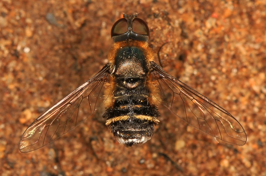 Bee Fly - Villa species, near Buffalo, Texas
