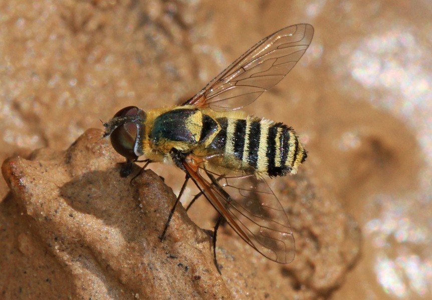 Bee Fly - Villa species, Zion National Park, Springdale, Utah