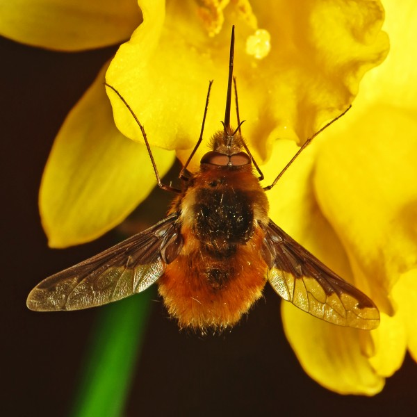 Bee-fly on a Daffodil (16324423695)