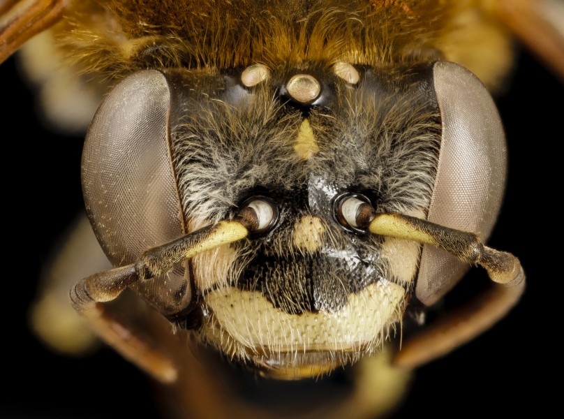 Bee fur foot yellowspot, f, argentina, angle 2014-08-14-14.58.46 ZS PMax (15581223561)