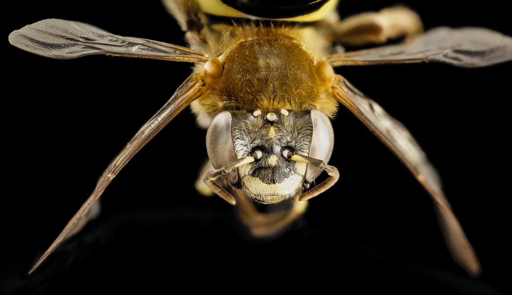Bee fur foot yellowspot, f, argentina, face 2014-08-14-15.03.01 ZS PMax (15583866645)