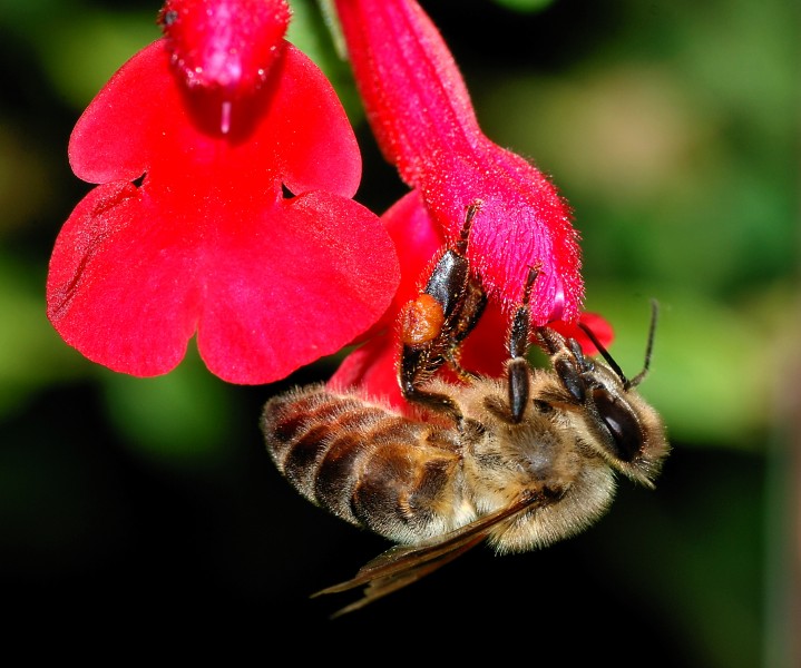 Bee October 2007-4