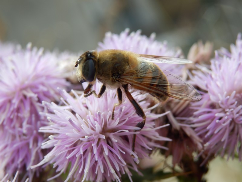 Bee on a thistle flower